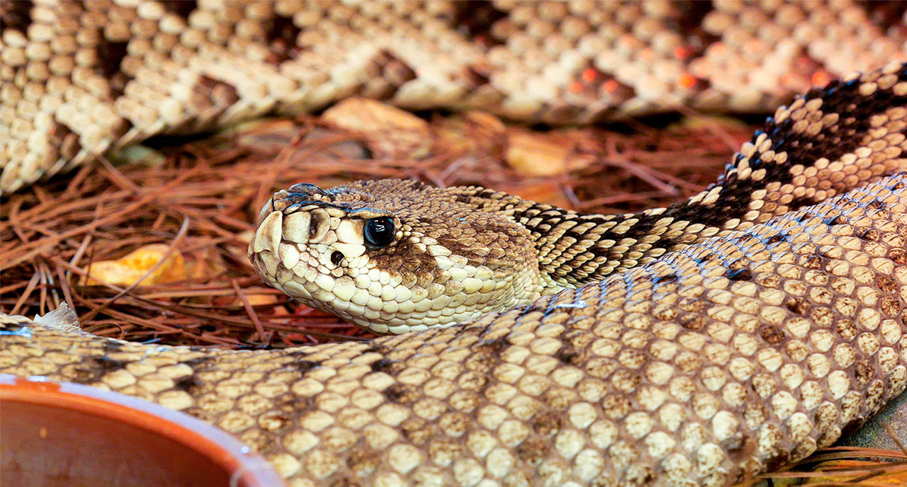Eastern Diamondback Rattlesnake