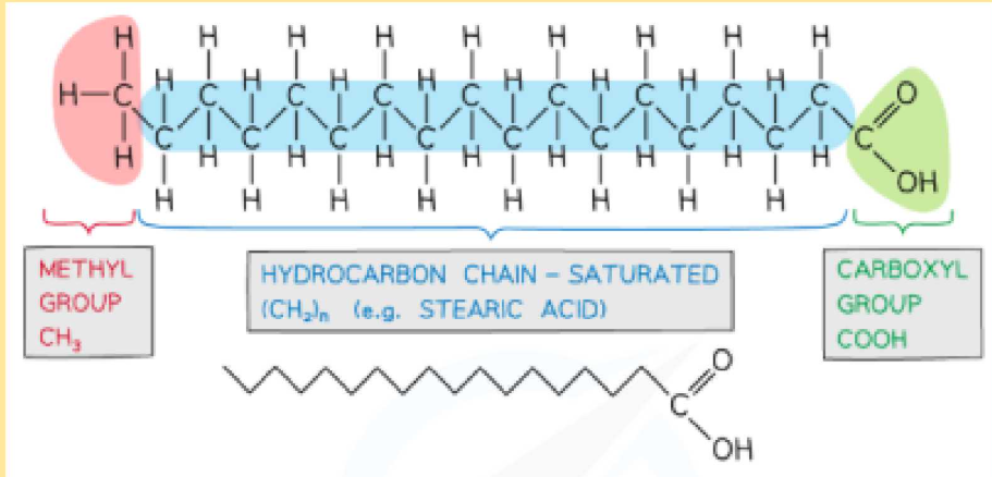 <ul><li><p>A methyl group at one end</p></li><li><p>Hydrocarbon chain(unsaturated or saturated)</p></li><li><p>A carboxyl group at the other end</p></li></ul><p></p>