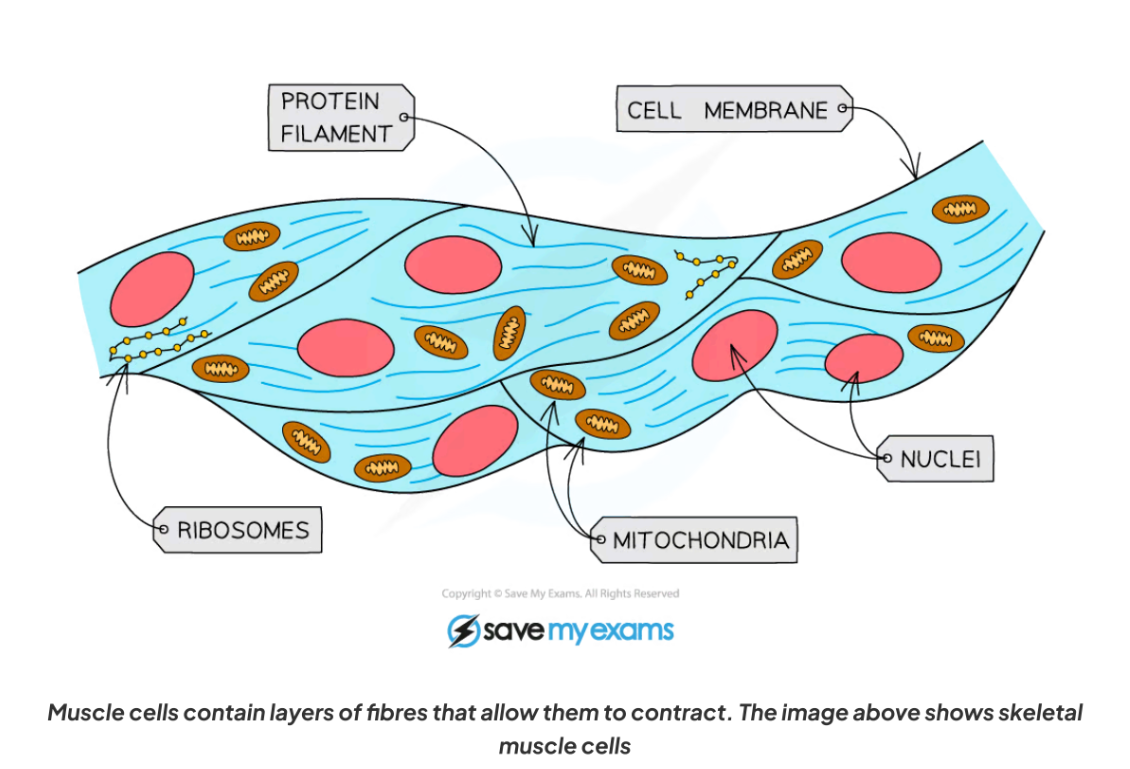 <p>- <strong>Skeletal muscle fibres</strong>: contain myofibrils with contractile proteins.</p><p>- Specialised to shorten/contract and move bones.</p><p></p><p>-Muscle cells have a high density of mitochondria to provide sufficient energy (via respiration)form muscle contraction</p><p>All muscle cells have layers of  in them,these layers can slide over each othercausing muscle contraction</p>