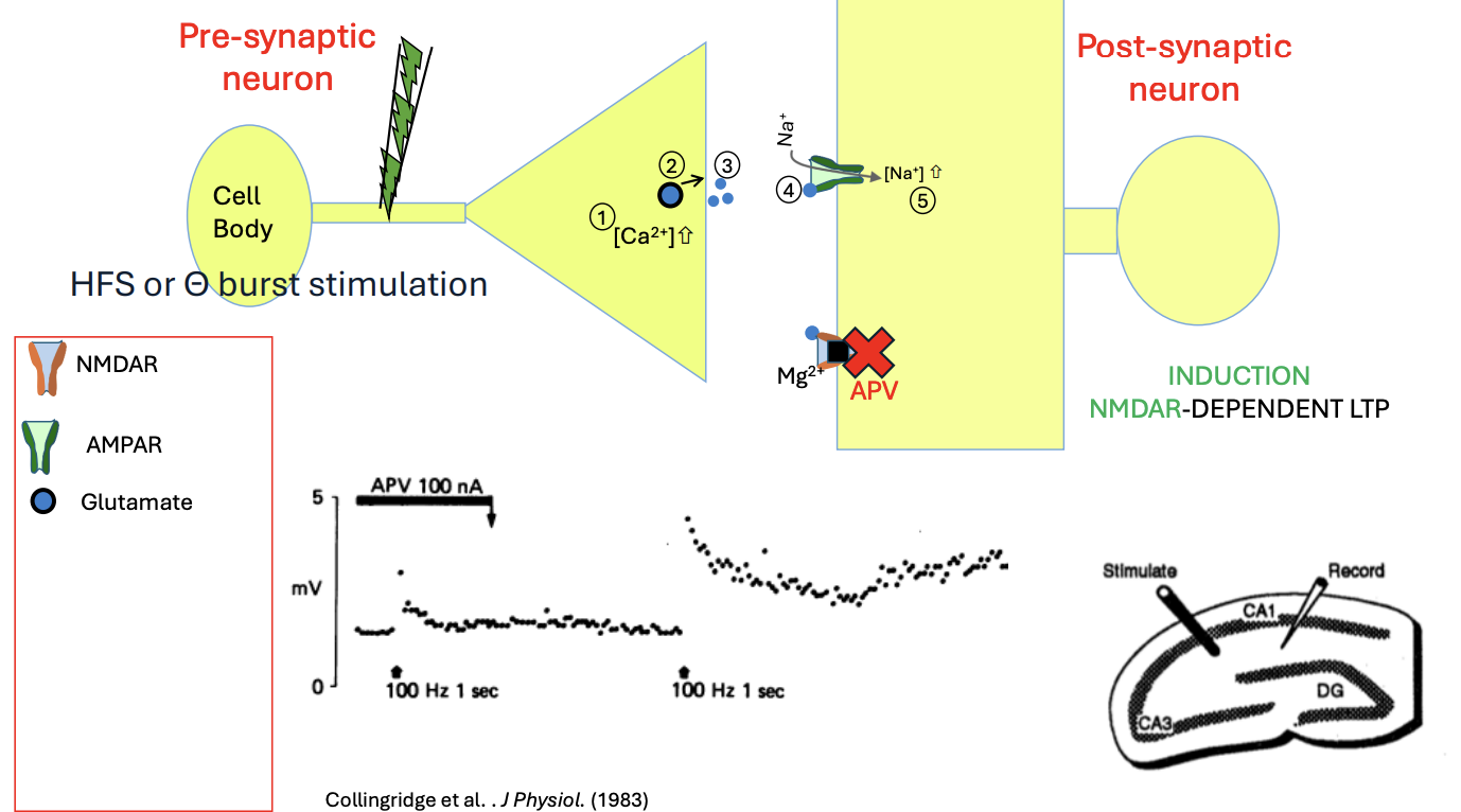 <ol><li><p>action potential travels the length of the axon</p></li><li><p>until it reaches the presynaptic terminal</p></li><li><p>Ca enters via voltage-gated calcium channels</p></li><li><p>leads to local increase in Ca concentrations</p></li><li><p>Release Neurotransmitters in synaptic cleft</p><ol><li><p>glutamate in excitatory</p></li></ol></li><li><p>binds to AMPA ionotropic receptor</p></li><li><p>entry of Na+ into postsynaptic neuron</p></li><li><p>generates current→ EPSC</p></li></ol><p></p>