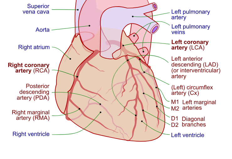 <p>They supply blood to the anterior /anterolateral wall of the left ventricle.</p>