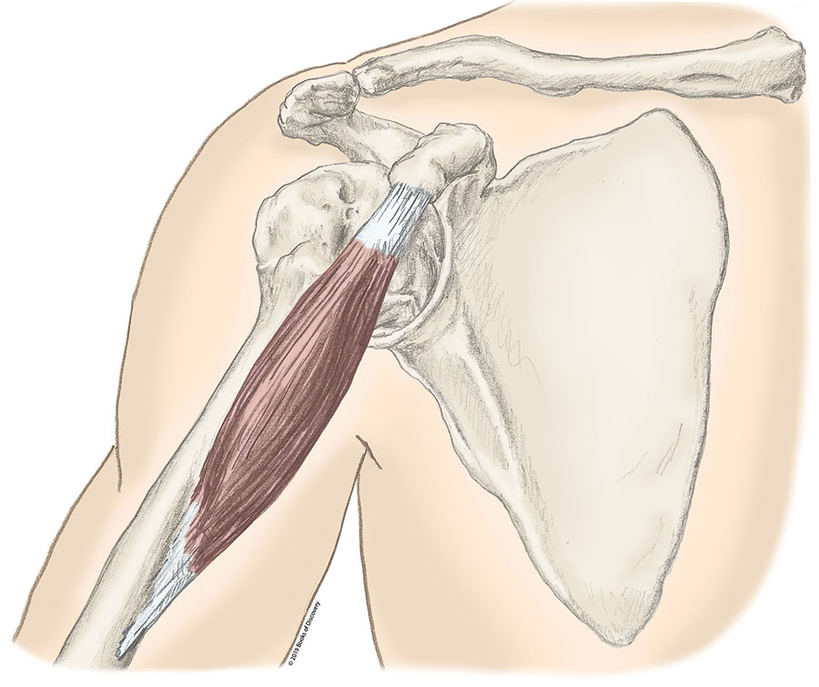 <p>Coracobrachialis </p>