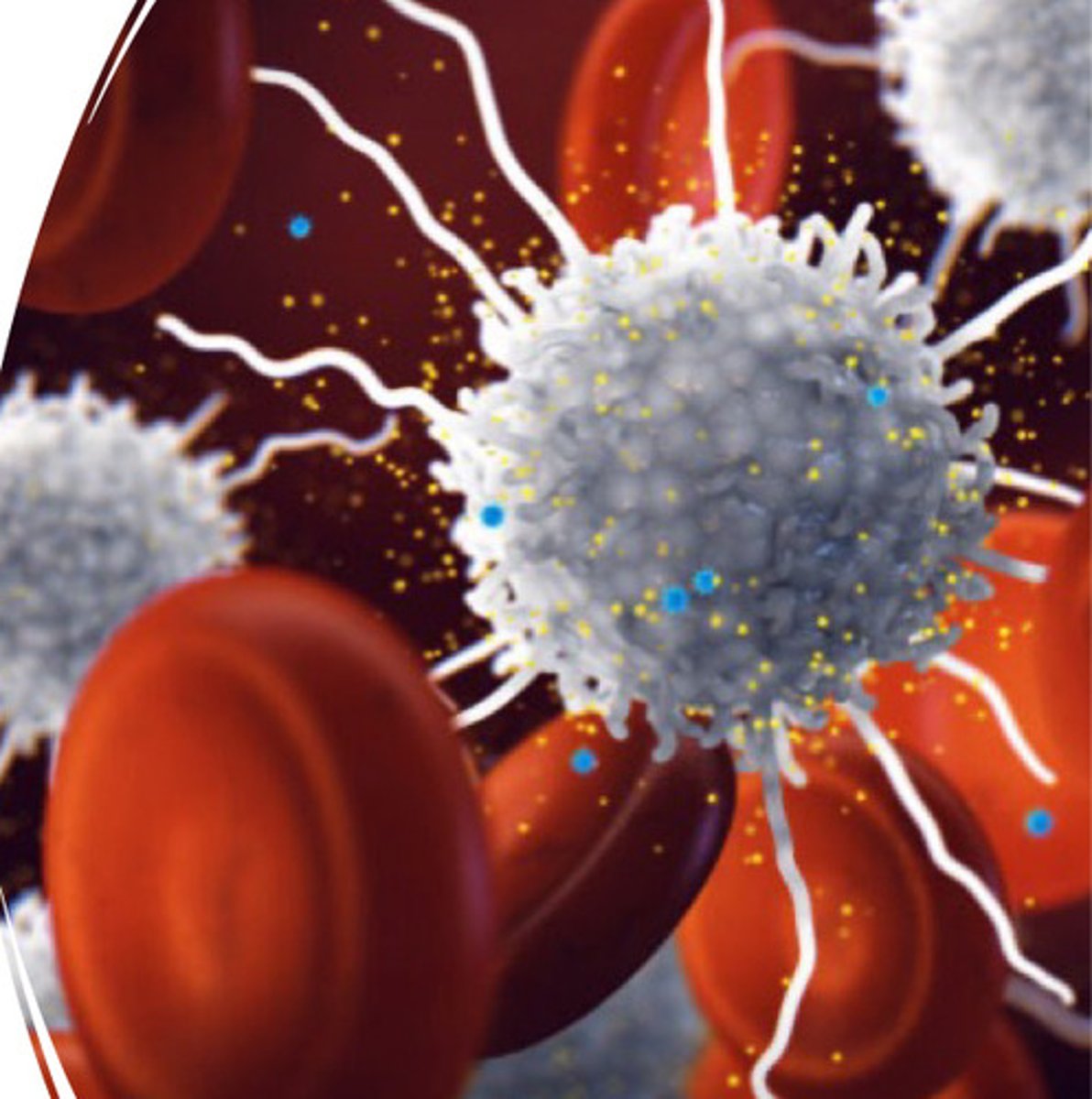 <p>defined by an elevated WBC count &gt;10,000 leukocytes mm^3</p><p>- process is normal, but only to a point</p><p>is not a disease, but a response to, or sign of:</p><p>- bacterial/viral infection</p><p>- inflammation or tissue necrosis</p><p>- metabolic toxicity</p><p>- neoplasm</p><p>- acute hemorrhage</p><p>- pneumonia</p><p>- chemical toxicity</p>
