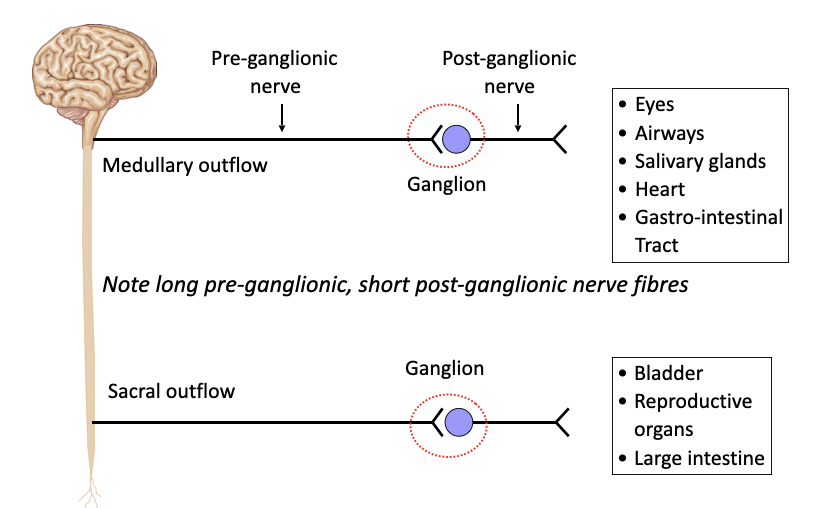 <p>Efferent nerves of the parasympathetic nervous system (PSNS) leave the spinal cord in the medullary and sacral regions</p><p>Chemical synaptic transmission occurs in the ganglia and at the “neuro-effector junction”</p><p>Acetylcholine (ACh) is the key neurotransmitter in the parasympathetic nervous system</p><p>Both nicotinic and muscarinic receptors are found in parasympathetic nervous system</p>