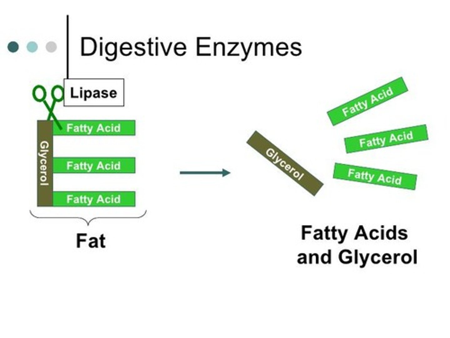 <p>broken down into glycerol and fatty acids during digestion</p>