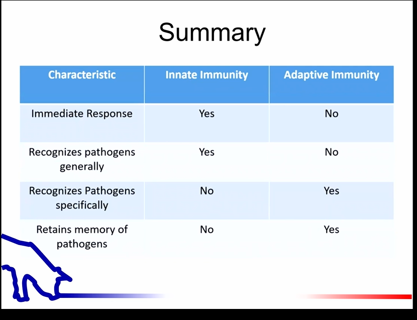 <p>summary of innate vs adaptive </p>