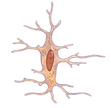 <p>mature bone cell</p>