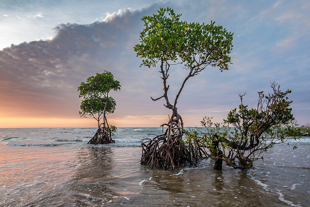 <p>Salt-tolerant coastal vegetation.</p>