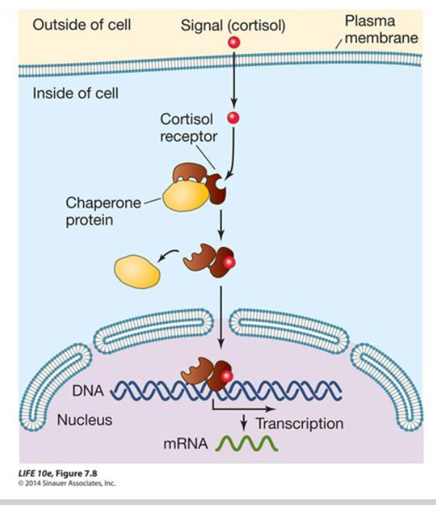 <ul><li><p>T1 - receptor that exists in the cytosol or nucleus</p></li><li><p>T2 - receptors which are occupied in an inactive state by a co-repressor protein</p></li></ul><p></p><p>Binding of ligand to receptor = activation and ability to translocate into the nucleus. Hormones bind to hormone response element within gene promoter = enables transcription</p><p></p>