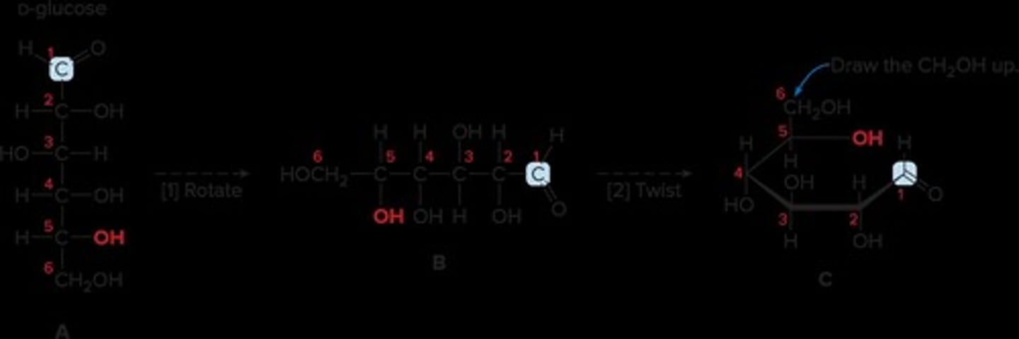 <p>A way to represent cyclic forms of carbohydrates.</p>