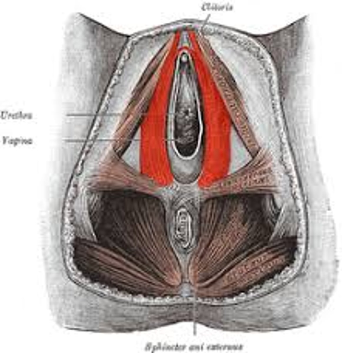<p>It surrounds the vaginal introitus and covers the vestibular bulb.</p>