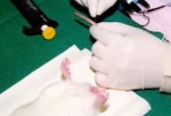 <ul><li><p><strong><mark data-color="yellow" style="background-color: yellow; color: inherit;">TAIL VEIN USED</mark></strong></p></li><li><p><span style="background-color: transparent;">Optimal site of blood withdrawal in rats is <strong><mark data-color="yellow" style="background-color: yellow; color: inherit;">around the distal ⅓ of the tail,</mark></strong> since this part of the tails <strong>gives better visualization of the vessels</strong></span></p></li><li><p><span style="background-color: transparent;">Generally, <strong>requires two people if rat is conscious</strong>, as a separate restrainer will be needed</span></p></li><li><p><span style="background-color: transparent;"><strong><mark data-color="yellow" style="background-color: yellow; color: inherit;">Rotate the tail (the mouse)&nbsp; 90 degrees to access the lateral tail veins</mark></strong></span></p></li><li><p><span style="background-color: transparent;">When the <strong>needles penetrates the epithelium of the tail, pull back the plunger a bit to create negative pressure inside the syringe</strong>, then <strong>push the needle in the vein slowly until you see flashback</strong></span></p></li><li><p><span style="background-color: transparent;">Using <strong><mark data-color="yellow" style="background-color: yellow; color: inherit;">a scalpel to make a small wound on the tail is also an option for collecting blood from the tail vein, a pipette or hematocrit tube can then be used for collection</mark></strong></span></p></li></ul><p></p>