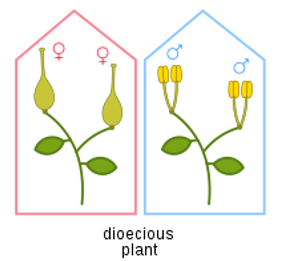 <p>plant has either male OR female, but not both</p>