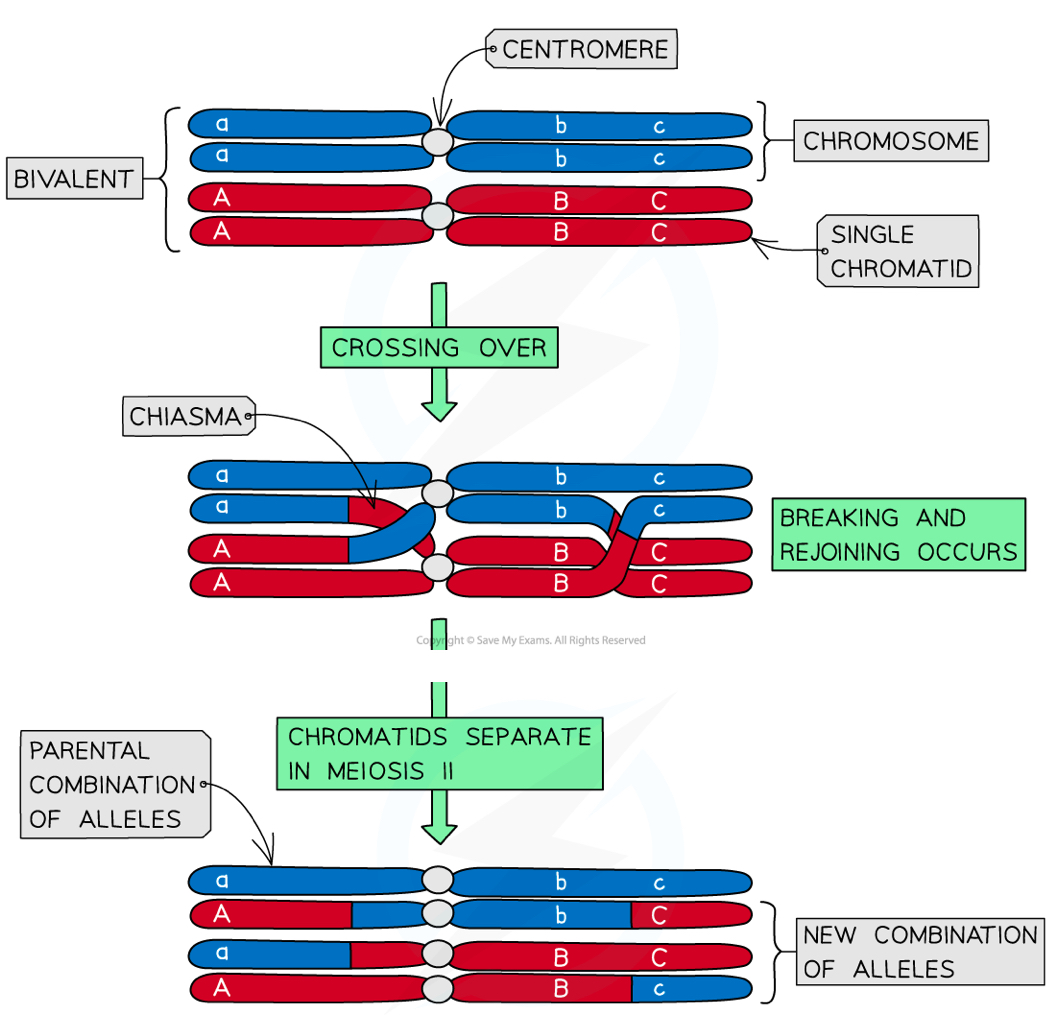 <ul><li><p><strong>Chromosomes</strong> <strong>condense</strong> (can be seen as two sister chromatids that are joined together at the <span style="color: var(--bs-link-color)">centromere when stained)</span></p></li><li><p>Two <strong>centrioles </strong>move towards opposite <strong>poles</strong> of the cell</p></li><li><p><strong>Spindle fibres</strong> (microtubules) begin to form at the <strong><span style="color: var(--bs-link-color)">centrioles</span></strong></p></li><li><p>The <strong>nuclear</strong> <strong>membrane</strong> <strong>breaks down</strong></p></li><li><p>The <strong>nucleolus</strong> disappears</p><p></p></li><li><p>The chromosomes are arranged side by side in <strong>homologous pairs </strong>(forming bivalents)</p></li><li><p>As the homologous chromosomes are very close together the <strong>crossing over</strong> of certain genes at chiasmata between chromosomes may occur- this produces genetic variation</p></li></ul><p>Prophase 2 is the same as prophase in mitosis</p>