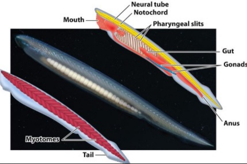 <ol><li><p>Dorsal hollow nerve cord</p></li><li><p>flexible, supportive, notochord</p></li><li><p>pharyngeal slits</p><ol><li><p>filter feeding and later on used for respiration</p></li></ol></li><li><p>muscular post-anal tail</p></li></ol><p></p>