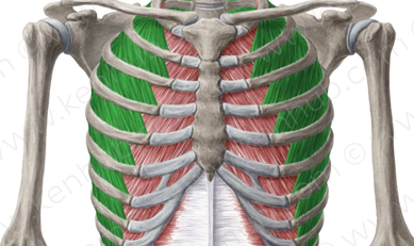 <p>Welke spier is dit?</p>
