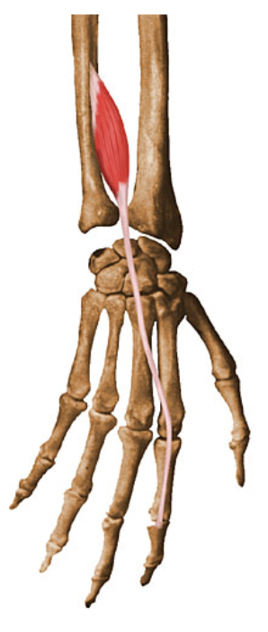 action:

extension of index finger at metacarpophalangeal joint