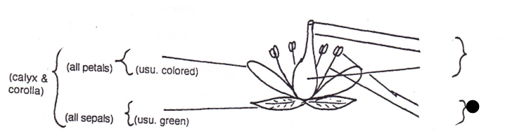 <p>Part of flower?</p>