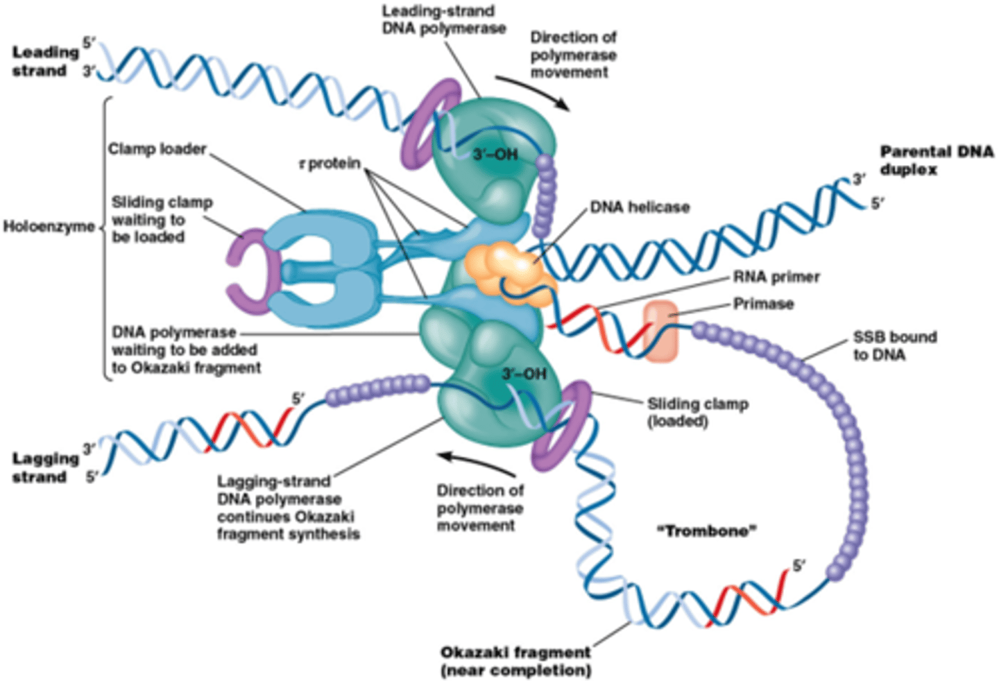 <p>Door interactie van eiwitten op beide strengen</p><p>Alle eiwitten die een rol spelen in DNA replicatie vormen het replisoom. Laat coördinatie toe tussen leidende en navolgende streng.</p><p>Klemprotëine (paars) nodig voor DNA polymerase op de streng te zetten!</p><p>klemproteine is geassocieerd met een clamp loader (een groter eiwit complex)</p><p>Clamp loader zorgt ervoor dat er een lus gevormd wordt </p><p>->DNA replicatie gebeurt gelijktijdig op de leading en op de lagging strand</p><p>https://www.youtube.com/watch?v=QMX7IpME7X8</p>