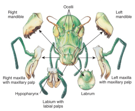 <ul><li><p>labrum</p></li><li><p>mandibles</p></li><li><p>maxillae w/palps</p></li><li><p>labium w/ palps</p></li><li><p>hypopharynx</p></li></ul><p></p>