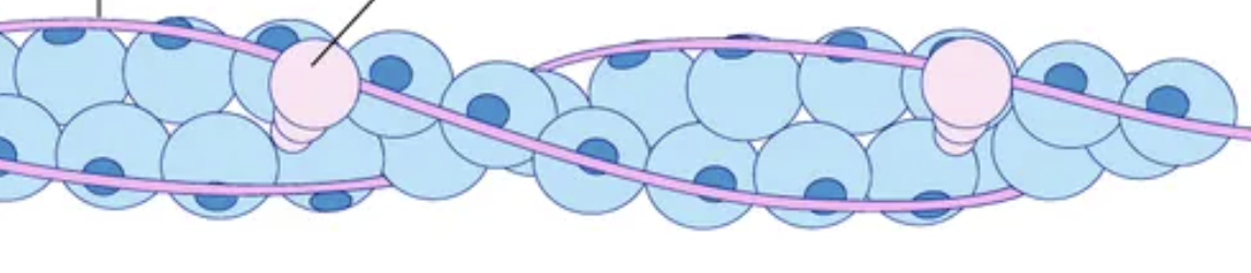 <p>regulatory protein that binds to actin, and moves tropomyosin off actin's active sites for contraction</p>