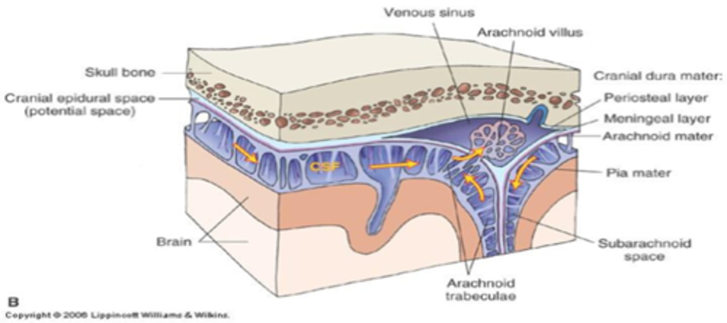 <p>brain from CSF in the subarachnoid space</p>