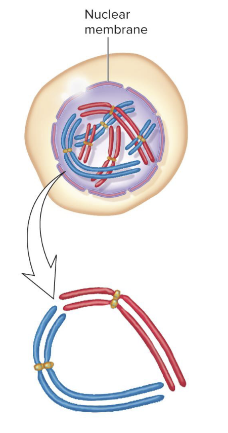 <p>In meiosis, when do replicated chromosomes condense?</p>