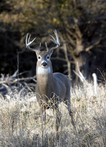 <p>Whitetail Deer</p>