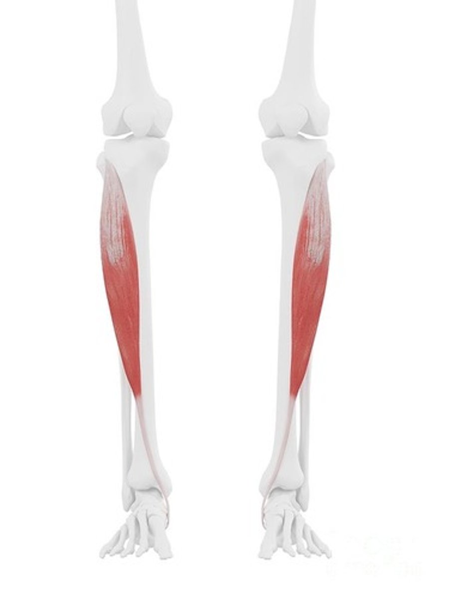 <p>O: Lateral condyle and proximal 2/3 of lateral surface of tibia and interosseous membrane</p><p>I: Medial cuneiform and the base of the first metatarsal</p><p>A: Dorsiflexion, inversion</p><p>N: deep peroneal</p>