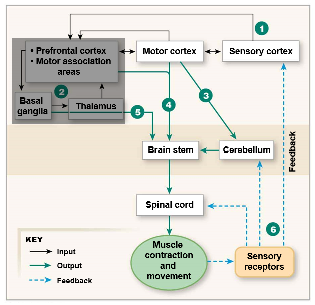 <ol><li><p><u>Sensory input</u>: receptors → sensory cortex</p></li><li><p><u>Planning and decision making</u>: prefrontal cortex, other areas of brain</p></li><li><p><u>Coordination and timing</u>: cerebellum input</p></li><li><p><u>Execution</u>: motor cortex → spinal cord → skeletal muscles</p></li><li><p>continuous feedback</p></li></ol>