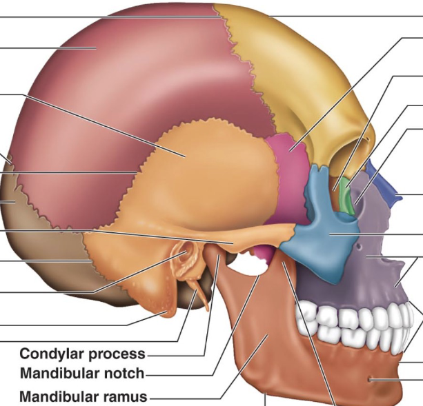 <p>Where is the frontal bone in this pic?</p>