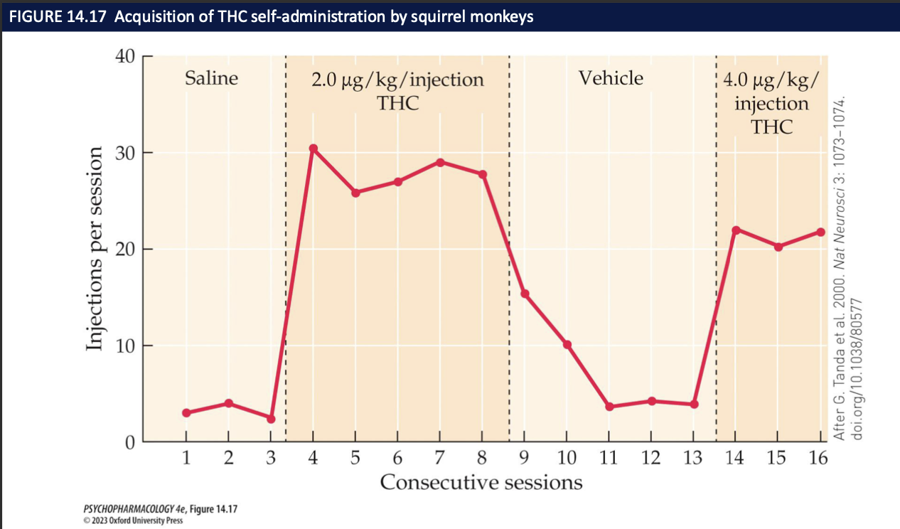 <ul><li><p><strong>Presynaptic CB₁ on GABAergic terminals in VTA</strong> → ↓ GABA on DA neurons → <strong>disinhibition</strong> → ↑ DA firing → <strong>↑ DA in NAcc</strong></p></li><li><p>That DA increase = reinforcing signal</p></li><li><p>Monkey self-administration graph: <strong>THC injections → responding ↑; vehicle → responding ↓</strong> → THC functions as a reinforcer</p></li></ul><p></p>