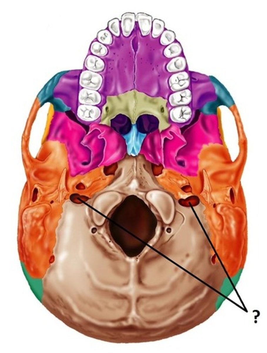 <p>foramen for internal jugular vein and cranial nerves IX, X, and XI</p>