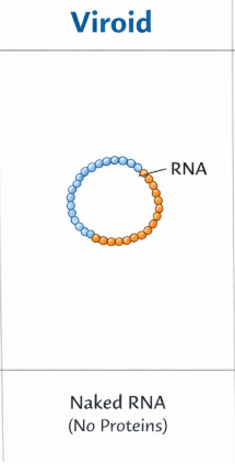 <p>interfere with host gene expression </p>