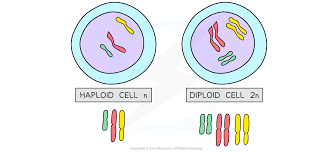 <p>a gamete (sperm or egg) that carries a single set of chromosomes (one of each)</p>