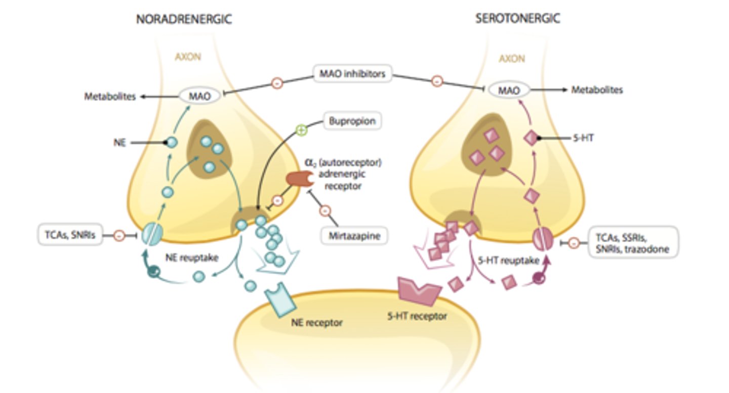 <p>a class of psychotropic medications used for the treatment of depression</p>