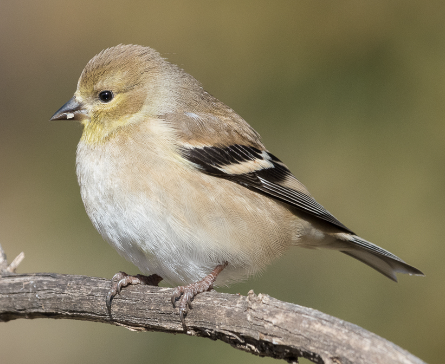 <p>What is this bird?</p>