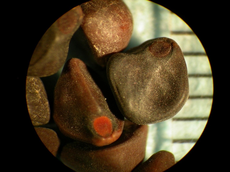 Ipomoea lacunosa
