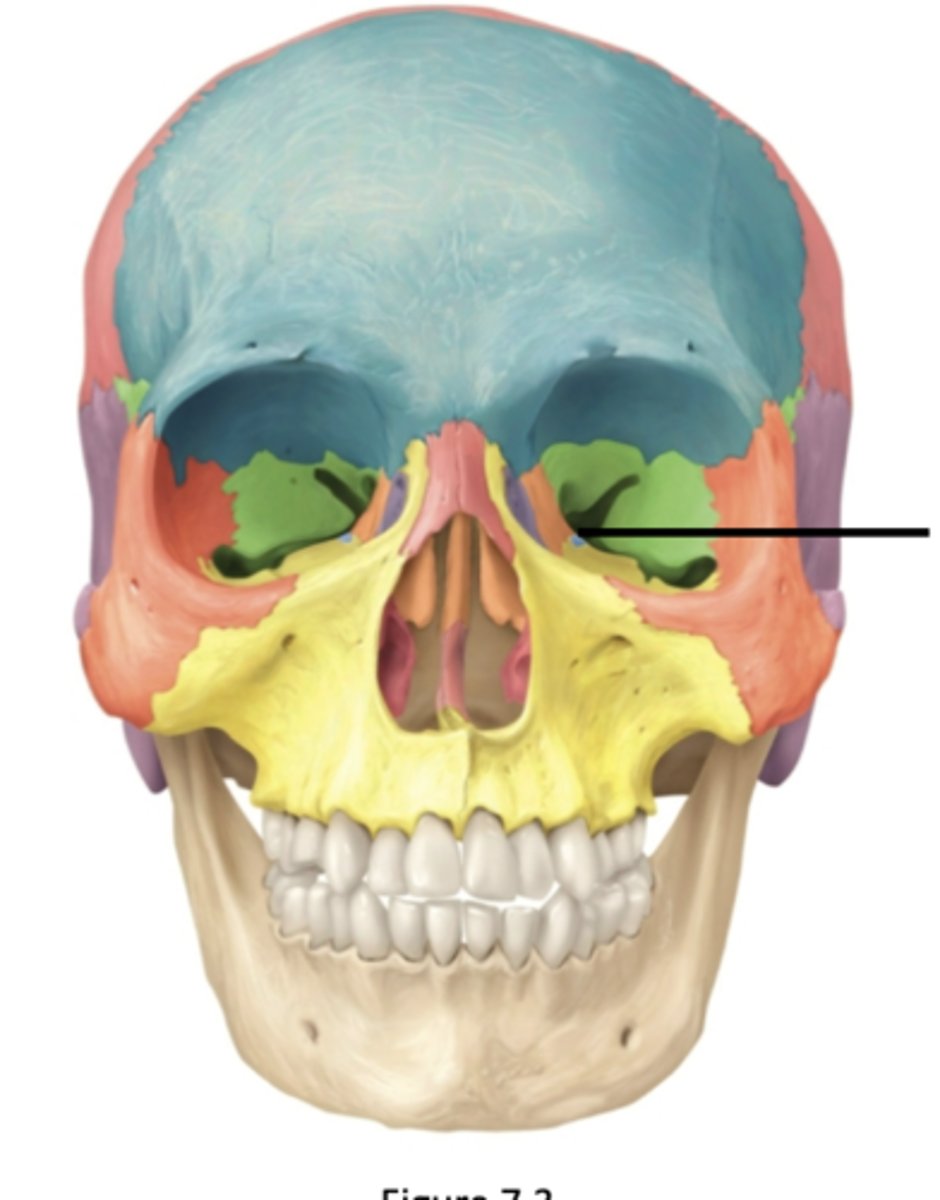 <p>small blue dot</p>