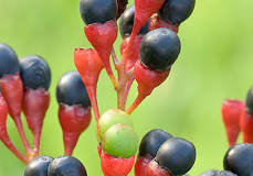 <p><span>A small, deep blue-black drupe, about half an inch long, that matures in late summer and sits on a bright red, cup-shaped stalk.</span></p>