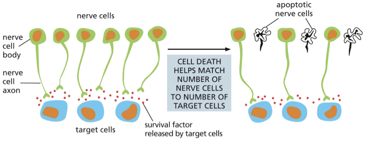 <p><strong><u><span>survival factors</span></u><span> </span></strong></p><p><strong><span>more details:</span></strong></p><p><span><span>•up to 50% of neurons die</span></span></p><p><span><span>•ensures that all target cells are contacted by nerve cells</span></span></p><p><span><span>cell death can help adjust the number of target cells by contact </span></span></p><p></p>