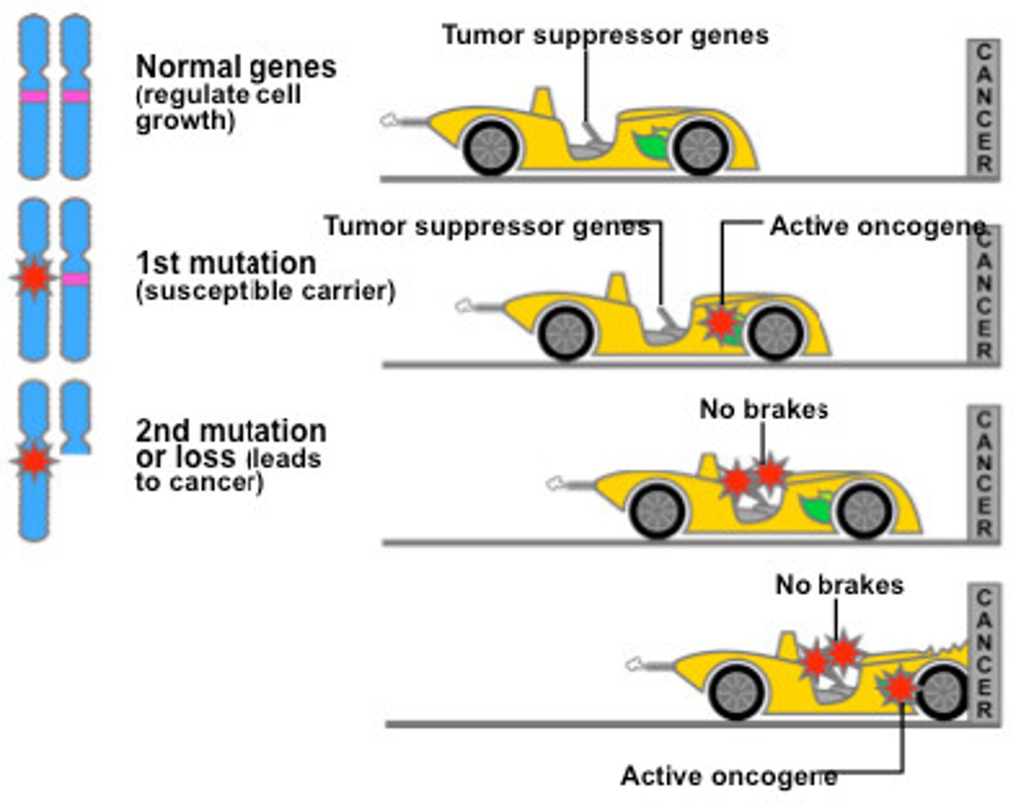 <p>Tumor suppressor genes produce protein enzymes that either halt the cell cycle and/or promote apoptosis (decreasing or halting cell growth/division).</p><p>Proto-oncogenes are the opposite in that they produce proteins that enhance or promote cell growth/division.</p>