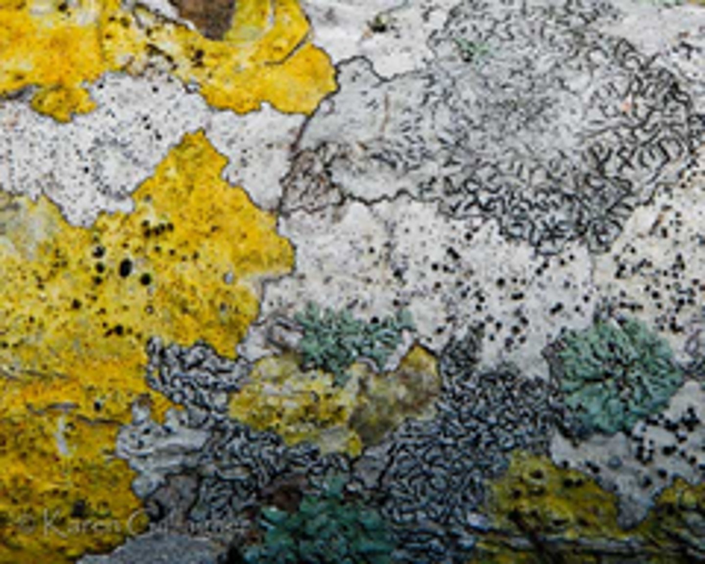 <p>the first group of organisms that can occupy a habitat. For example moss and lichen can occupy a rocky habitat</p>