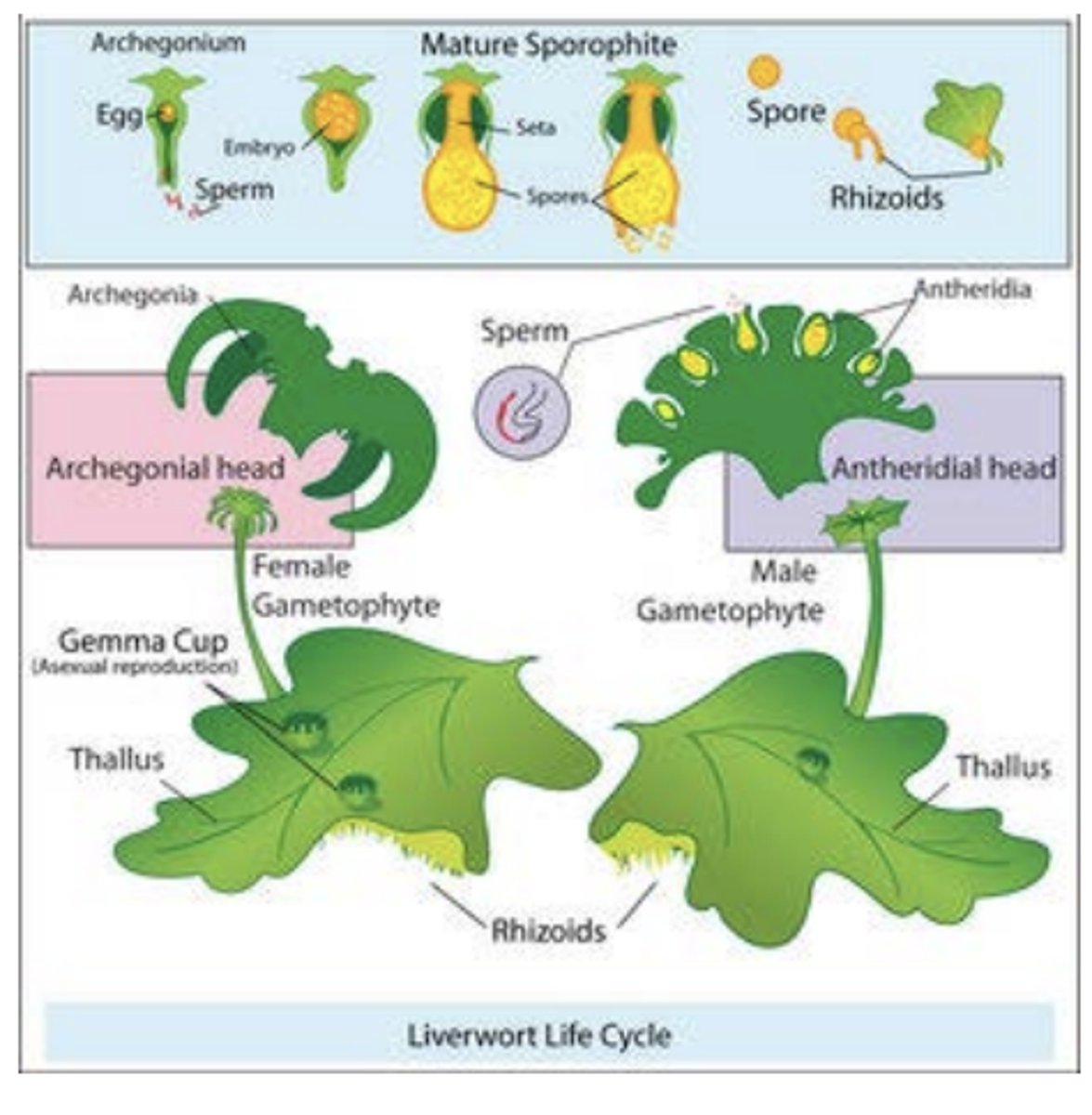 <p>Heterosporous, unisexual, require water for fertilization, gametophyte generation dominant; have archegoniophores+antheridiophores</p>