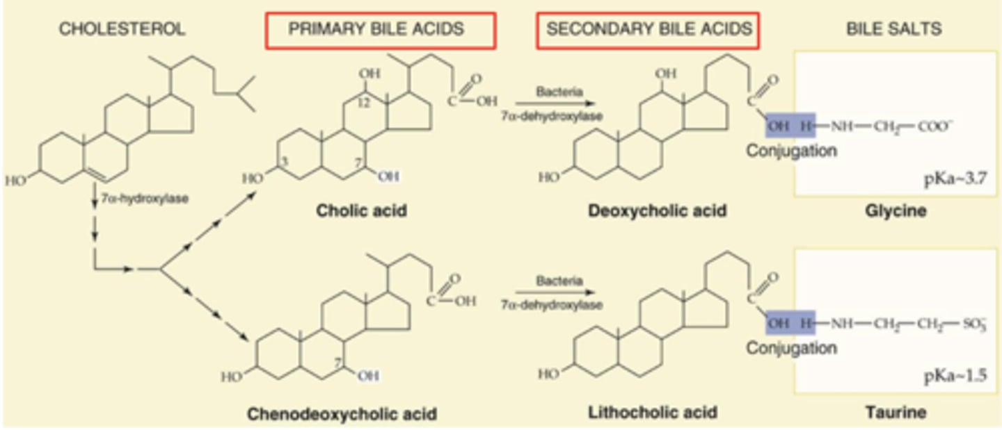 <p>Primary bile acid</p>