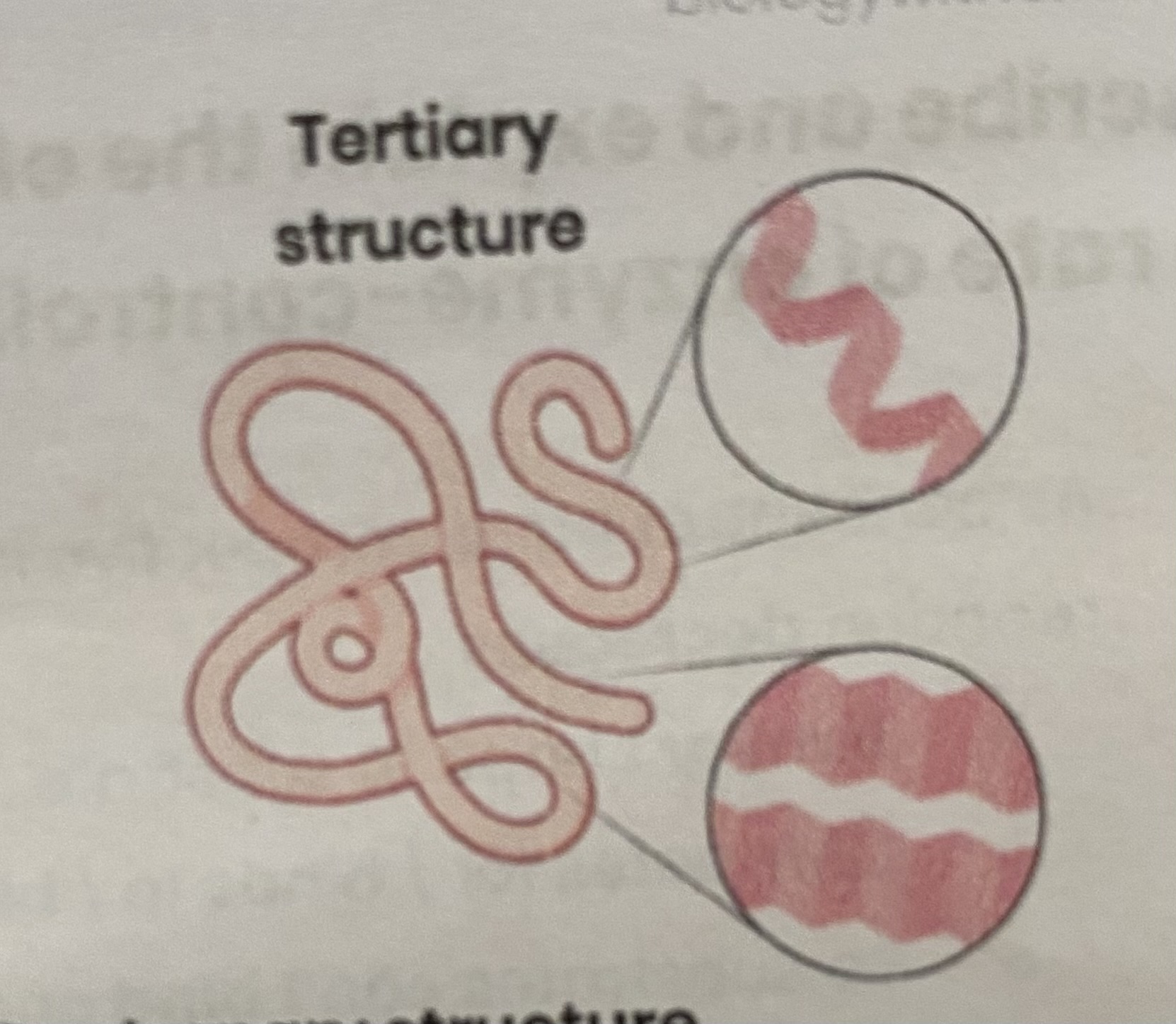 <ul><li><p><strong>3D folding</strong> of polypeptide chain</p></li><li><p>due to <strong>interactions</strong> between amino acid <strong>R groups</strong> (dependent on sequence of amino acids)</p></li><li><p>forming <strong>hydrogen, ionic bonds </strong>and <strong>disulphide bonds</strong></p></li></ul><p></p>