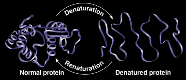 <p>Denaturation</p>