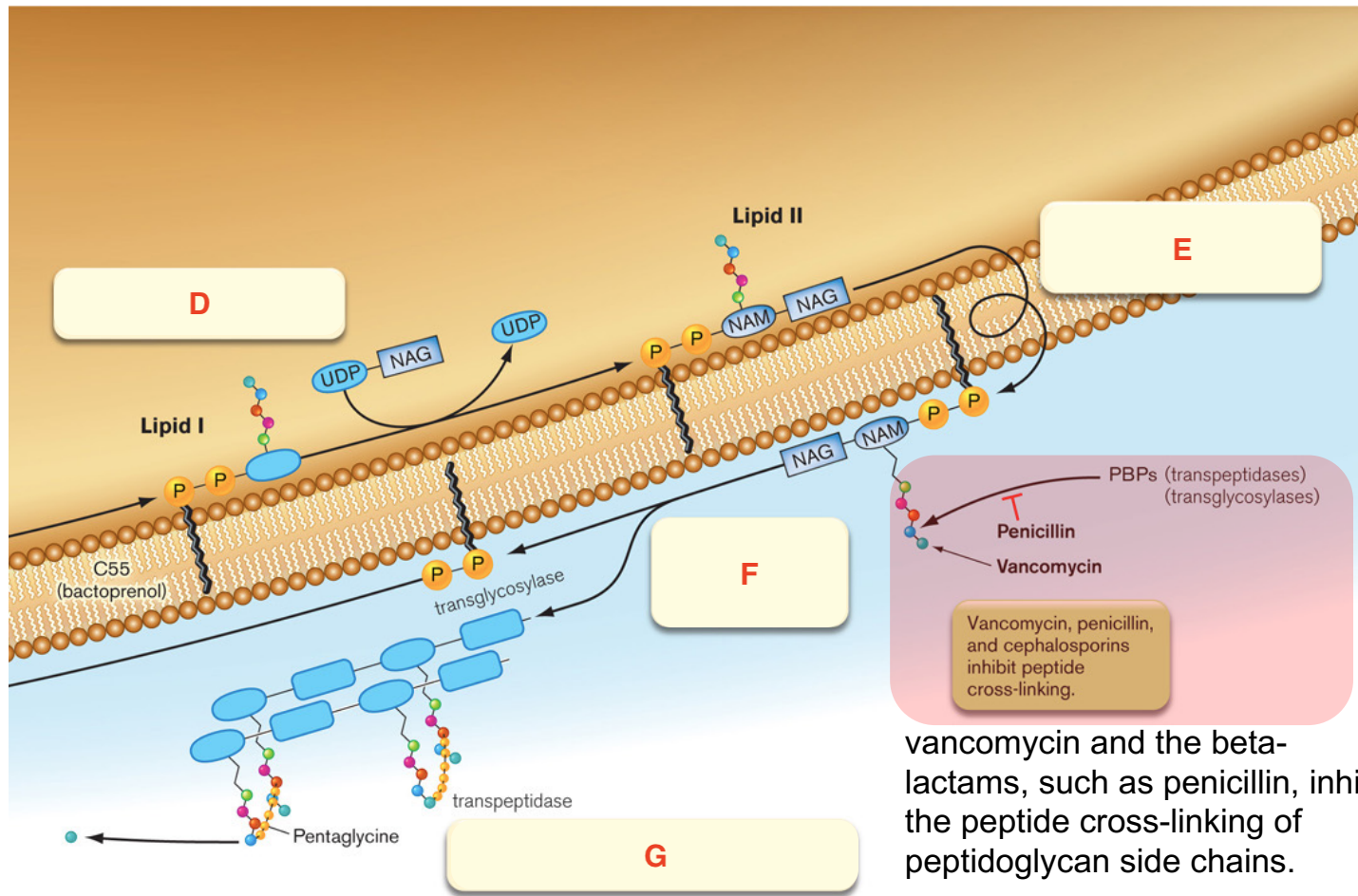 <p>The following is a Diagram of Peptidoglycan synthesis in a Gram Positive Bacterium. What does <strong>D </strong>denote?</p>