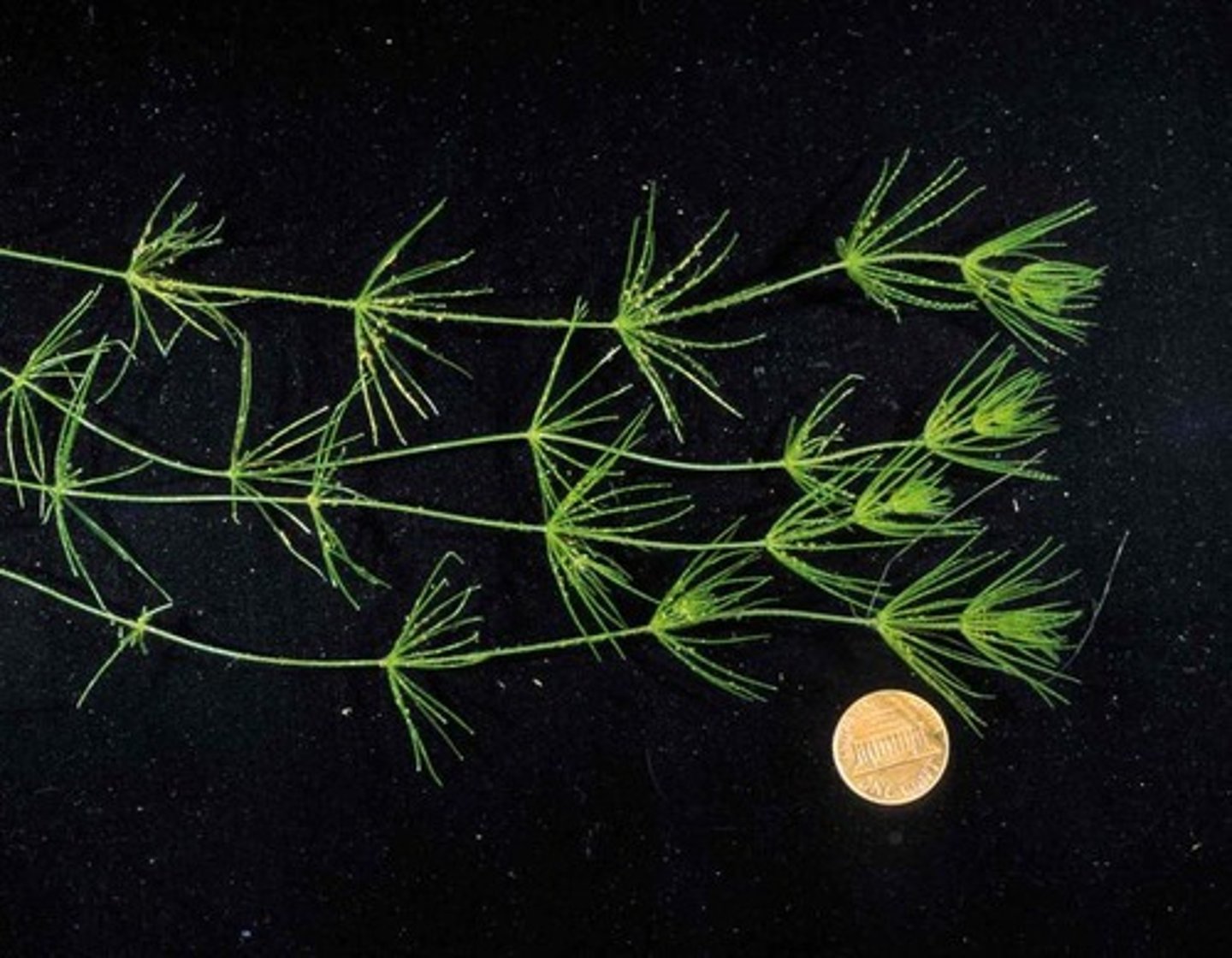 <p>Chara (muskgrass) (Charophyta)</p>