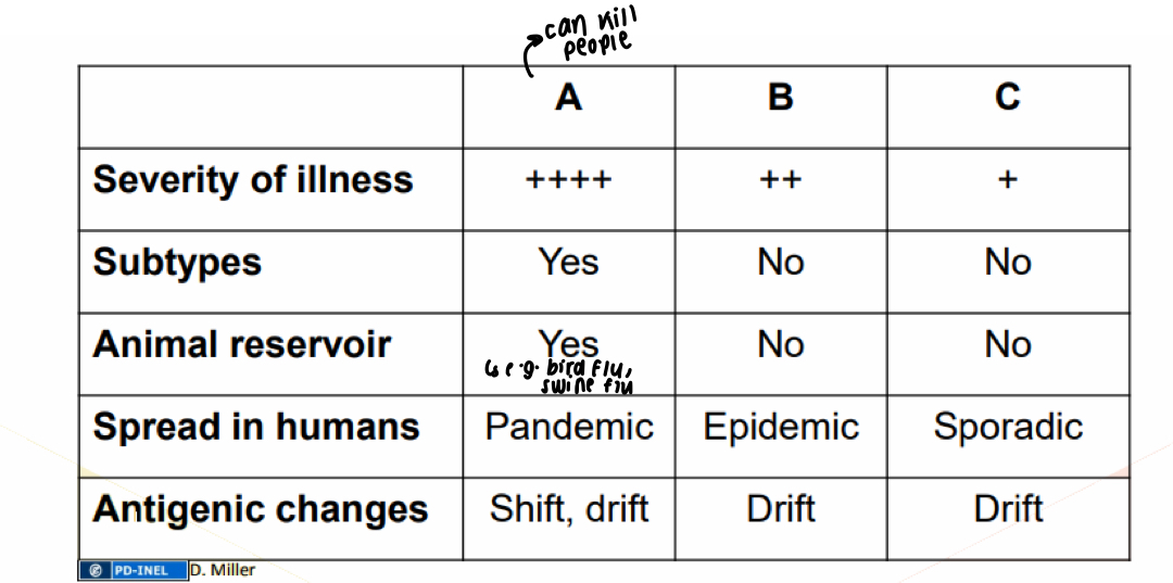 <ul><li><p>Flu A is most severe - has subtypes and animal reservoirs and pandemic when in humans, shift/drift antigenic changes</p></li><li><p>B is still severe, no subtypes, no animal reservoirs, epidemic and drift antigenic changes </p></li><li><p>C is least severe, no subtypes or animal reservoirs, sporadic spread in humans, drift antigenic changes </p></li></ul><p></p>